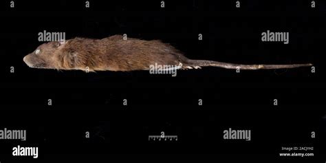 Antillean Giant Rice Rat Megalomys Desmarestii This Rat Which Was