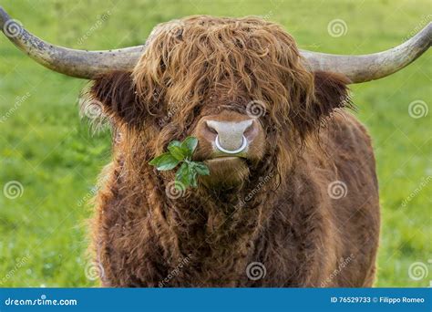 Highland Cattle Bull Chewing Leaves Stock Image Image Of Brown