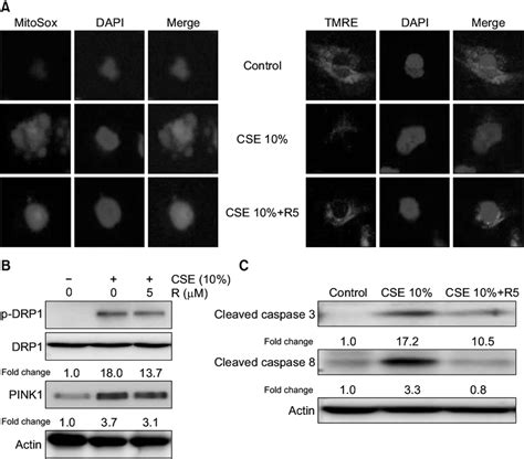 Effects Of Roflumilast On Mitochondrial Dysfunction And Mitophagy In