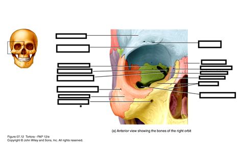 Anterior View Showing The Bones Of The Right Orbit 2 Diagram Quizlet