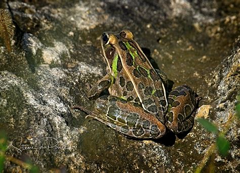 Florida Leopard Frog | Photography by Steve daPonte