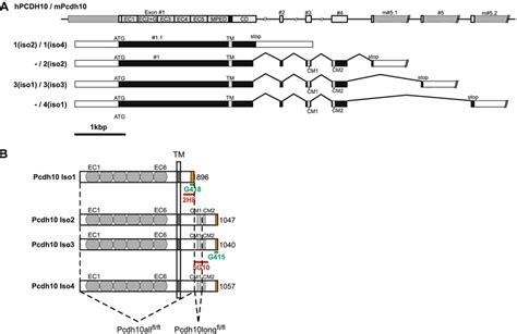 Gene Structure Transcripts And Protein Structure Of Human Pcdh And