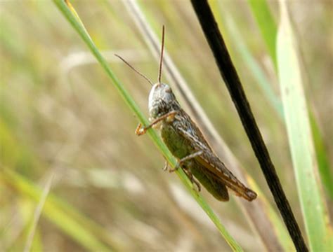 Life Cycle Of A Cricket Sciencing