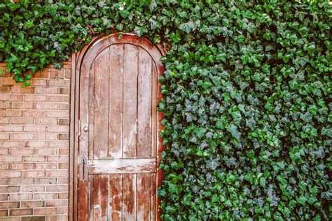 How To Grow And Care For An Ivy Plant