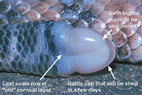 Rattlesnake Rattle Anatomy