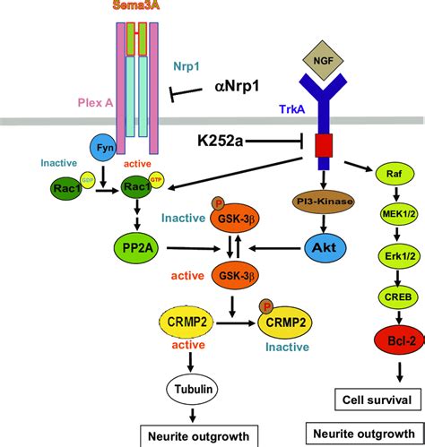 Schematic Representation Of Biochemical Signaling Activated By NGF And