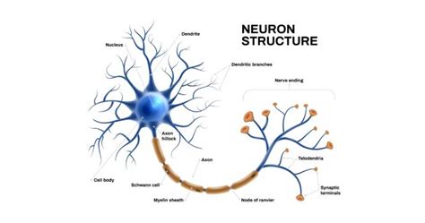 A Typical Neuron Diagram Quizlet, 57% OFF | gbu-taganskij.ru