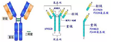 一抗二抗的选择及偶联标记 Udp糖丨mof丨金属有机框架丨聚集诱导发光丨荧光标记推荐西安齐岳生物