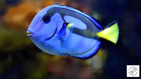 Foods That Blue Tangs Eat In Aquariums And In The Wild