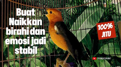 Pancingan Burung Anis Merah Jitu Untuk Anis Merah Macet Dan Malas