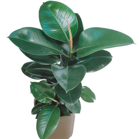 Rubber Tree Robusta Plants For Spaces