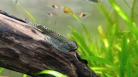 Do Hillstream Loaches Eat Algae Sorts Algaeeater Aquarium Fish