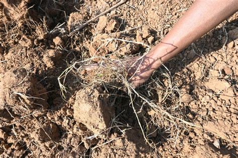 Farmer Removes Weeds From The Field Stock Photo Image Of Hand Root