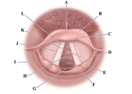 Glottis Anatomy - Anatomy Reading Source