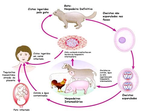 Saiba Como Evitar A Toxoplasmose Na Gesta O Andreia Torres