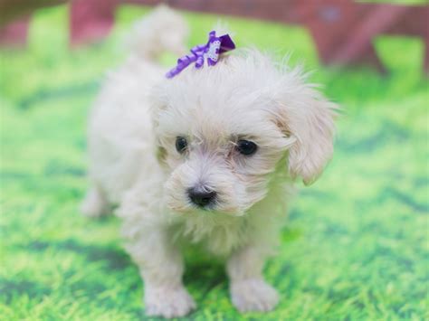 Toy Maltipoo Puppy White Id12818 Located At Petland Wichita Kansas