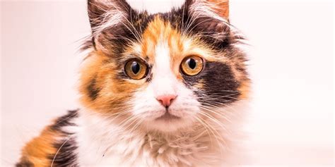 Calico Cat Spiritual Meaning Myths Vs Reality