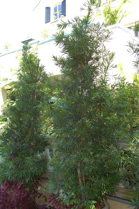 Fern Pine Trees For Sale