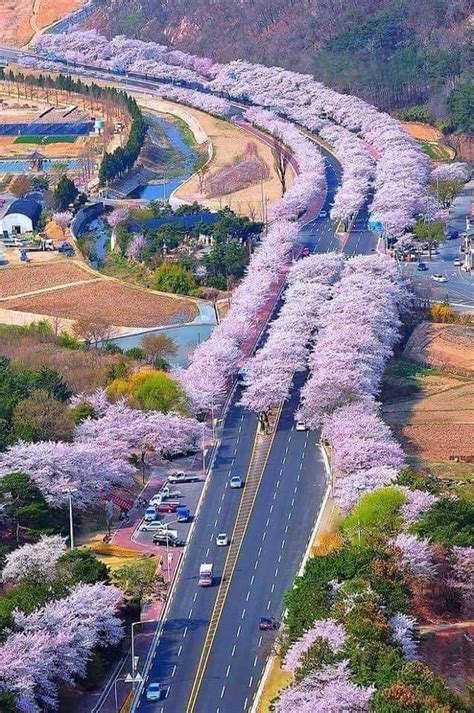 Cherry Blossom trees, Japan 💟 : r/travelphotos