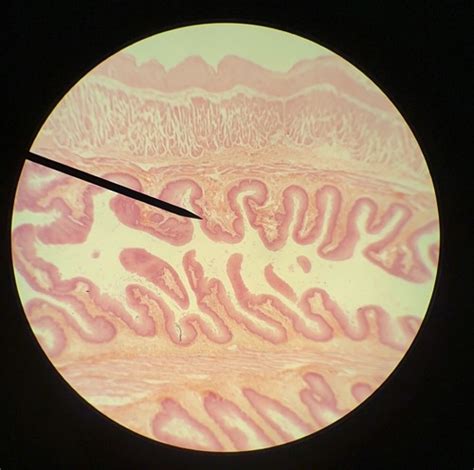 Lab Practical 2 Histology Flashcards Quizlet