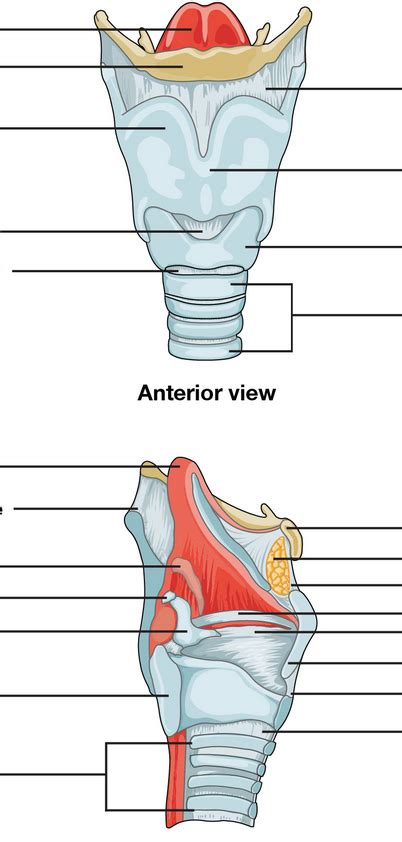 Thyroid And Cricoid Cartilage Of The Larynx Diagram Quizlet