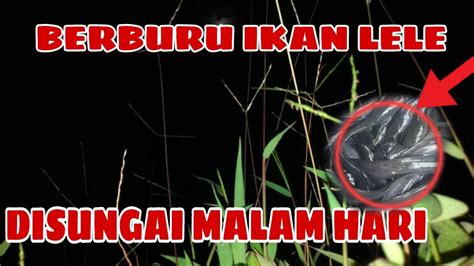 Mancing Malam Ikan Lele Sungai Youtube