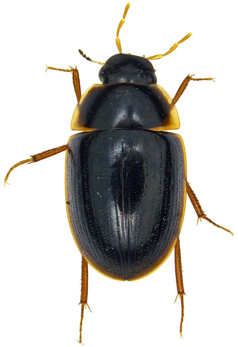 Enochrus Cymbiodyta Bugguidenet