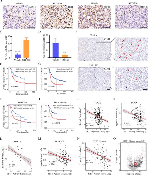 SRT1720 Downregulated The Hypoxia Pathway Through Activating SIRT1 To