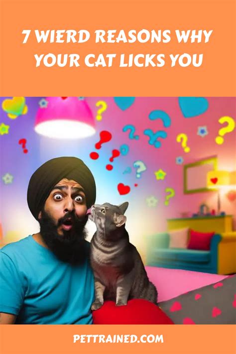7 Wierd Reasons Why Your Cat Licks You - Pet Trained