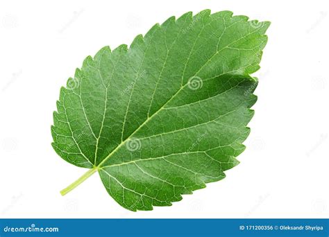 Mulberry Leaves Isolated On White Full Depth Of Field Stock Photo