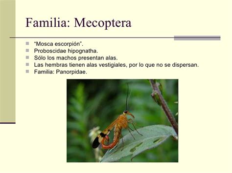 Clase Hexapoda Insectos