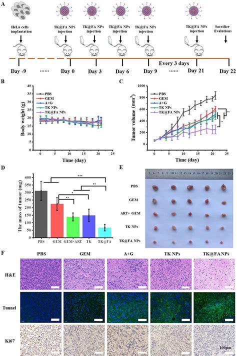 In Vivo Antitumor Study A Schematic Illustration Of In Vivo