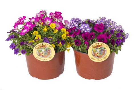 Drop In Combo Easy Wholesale Bedding Plants Hybels Inc