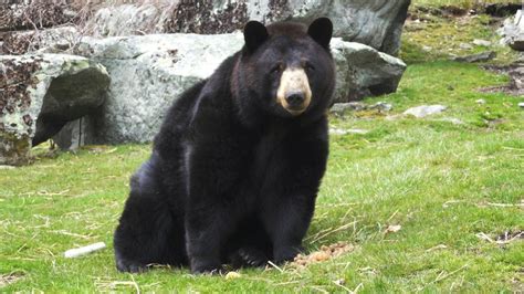 Grandfather Mountain bear habitat welcomes Fanny May, a black bear with ...