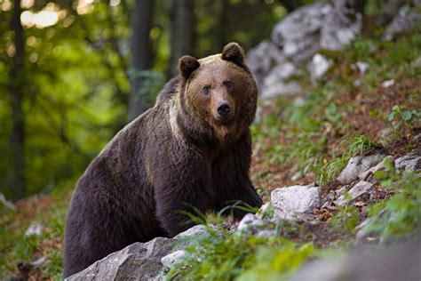 Trentino Trovato Morto L Orso M Era Un Esemplare Problematico