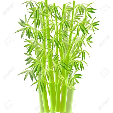 Bamboo Tree Clip Art