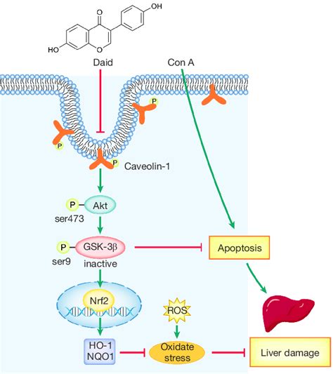 Mechanism Of The Protective Effect Of Daidzein In Con A Induced Liver