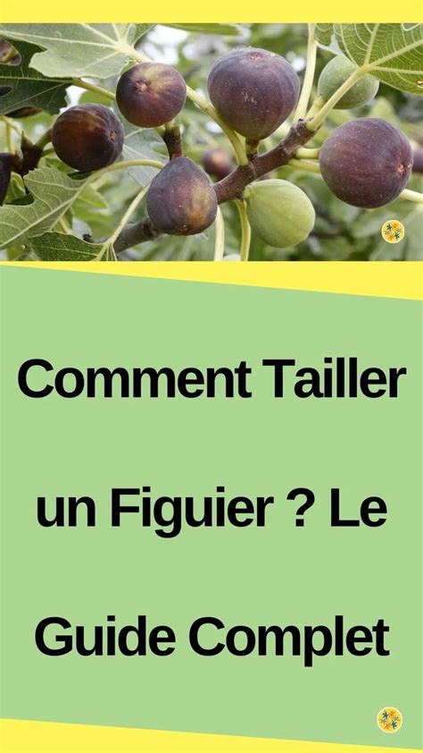 Le Guide Des Jardiniers Pour Bien Tailler Un Figuier En Tailler