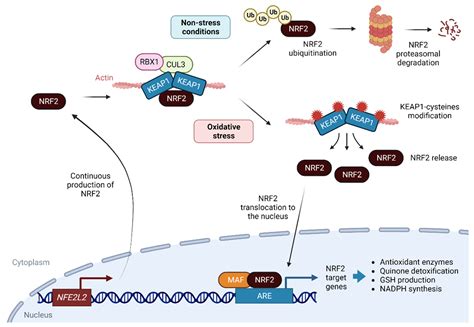 Antioxidants Free Full Text Advances In Understanding The Role Of