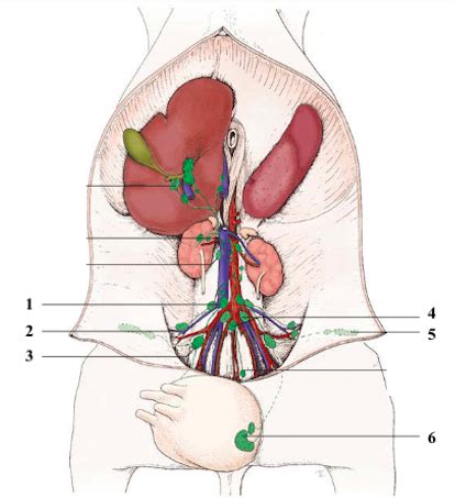 Lymphknoten Bgldm Flashcards Quizlet