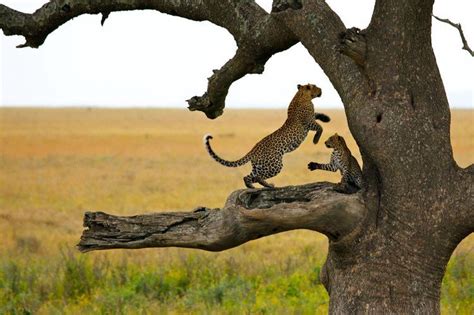 3 Days Serengeti Wildlife Safari Tour (Budget, Mid-Range & Luxury)