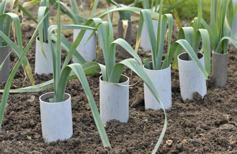 How to Plant and Grow Leeks - Harvest to Table