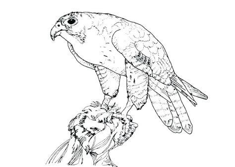 Birds Of Prey Coloring Pages at GetDrawings | Free download