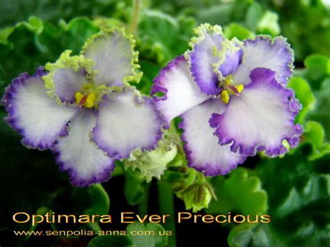 Фиалка Optimara Ever Precious