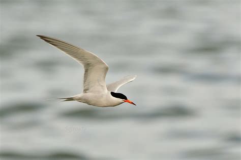 Roseate Tern Sterna Dougallii Jeffreycfy Flickr