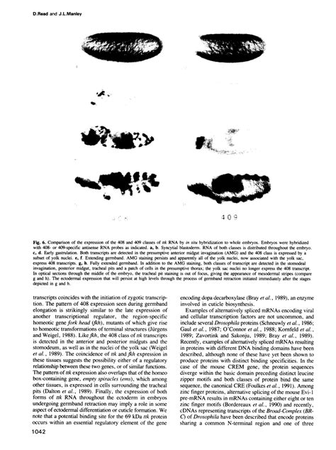 Alternatively Spliced Transcripts Of The Drosophila Tramtrack Gene