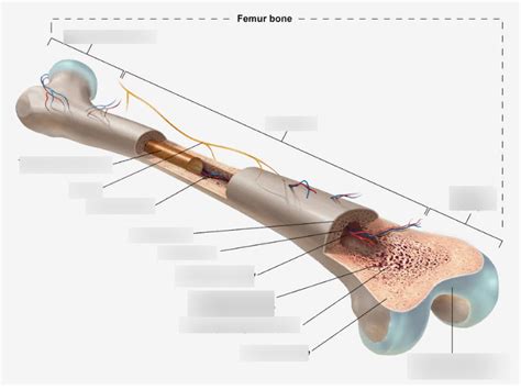 Long Bone Structure Diagram Quizlet