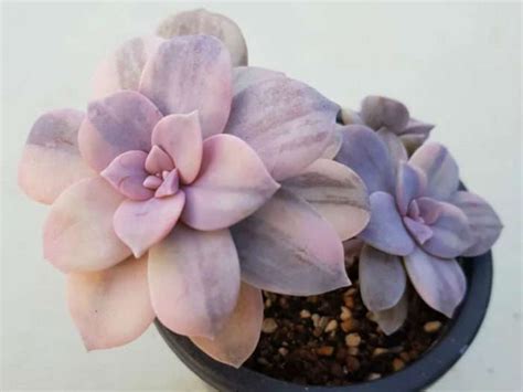 Graptopetalum Superbum Variegatum