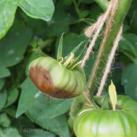 Blossom End Rot Causes Treatment And Prevention