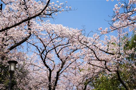 Osaka Castle Cherry blossoms :: Behance